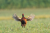 Image. Jagdfasan