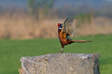 Image. Jagdfasan