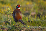 Image. Jagdfasan