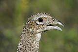 Image. Jagdfasan