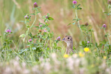 Image. Jagdfasan
