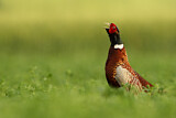 Image. Jagdfasan