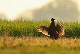 Image. Jagdfasan