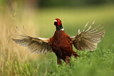 Image. Jagdfasan