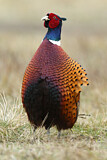 Image. Jagdfasan