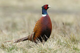 Image. Jagdfasan