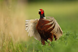 Image. Jagdfasan