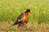 Image. Jagdfasan