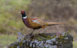 Image. Jagdfasan