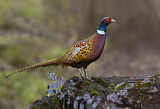 Image. Jagdfasan