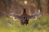 Image. Jagdfasan