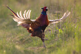 Image. Jagdfasan