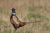 Image. Jagdfasan