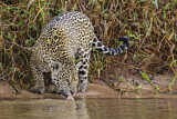 Image. Jaguar