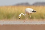Image. James's Flamingo
