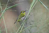 Image. Japanbrillenvogel