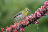 Image. Japanbrillenvogel