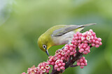 Image. Japanbrillenvogel