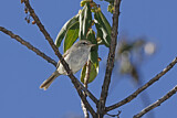 Image. Japanese Bush Warbler