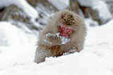 Image. Japanese Macaque