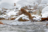 Image. Japanese Macaque