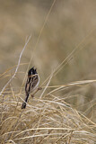 Image. Japanese Reed Bunting