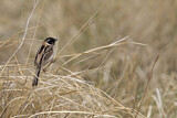 Image. Japanese Reed Bunting