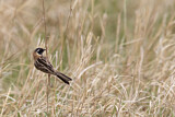 Image. Japanese Reed Bunting