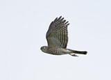 Image. Japanese Sparrowhawk