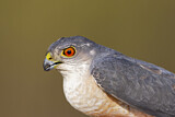 Image. Japanese Sparrowhawk