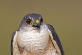 Image. Japanese Sparrowhawk