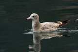 Image. Japanmöwe