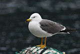 Image. Japanmöwe