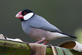 Image. Java Sparrow