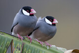 Image. Java Sparrow