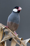 Image. Java Sparrow