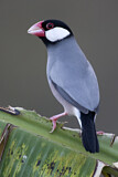 Image. Java Sparrow