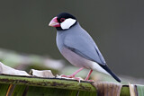 Image. Java Sparrow