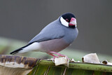 Image. Java Sparrow