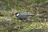 Image. Java Sparrow