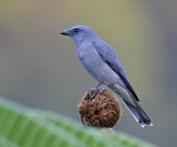 Image. Javan Cuckooshrike
