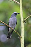 Image. Javan Cuckooshrike