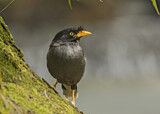 Image. Javan Myna