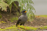 Image. Javan Myna