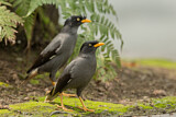 Image. Javan Myna