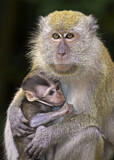 Image. Javaneraffe