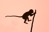 Image. Javaneraffe