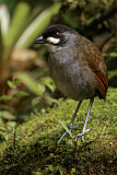 Image. Jocotoco Antpitta