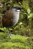 Image. Jocotoco Antpitta