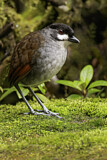 Image. Jocotoco Antpitta